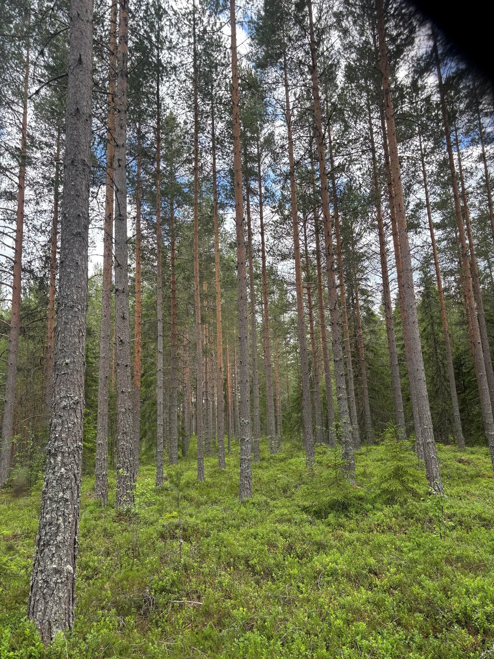 Gård/Skog, Dalbyn enligt Skogsbruksplan, Dalbyn, Rättvik
