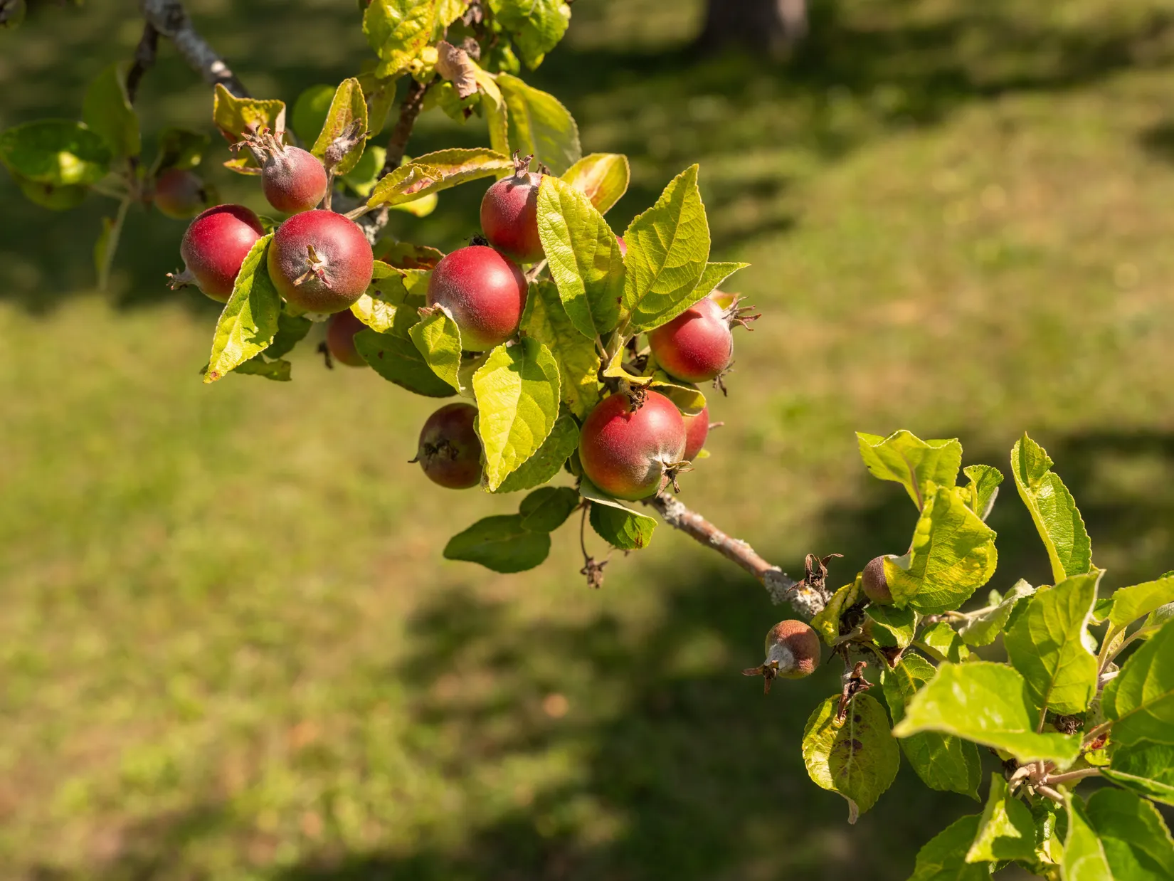 Villa, Stenkyrka Broungs 638, Stenkyrka, Gotland