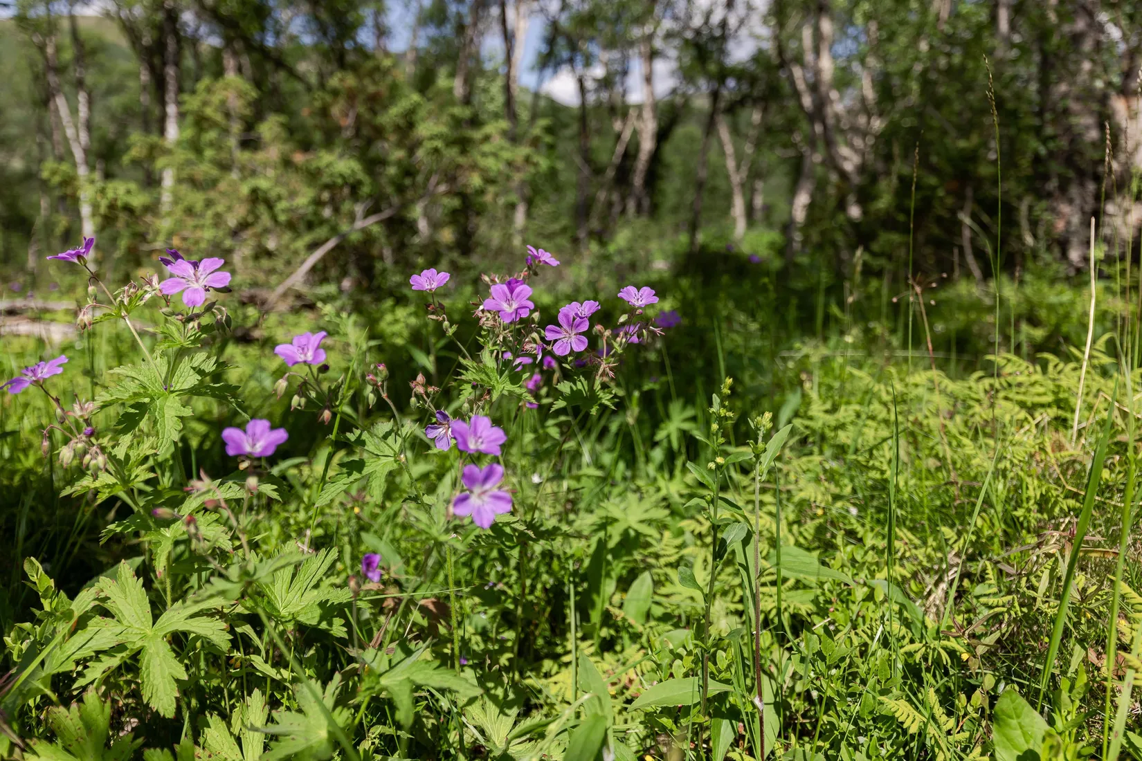 Tomt, Pålsvallen 401, Härjedalen
