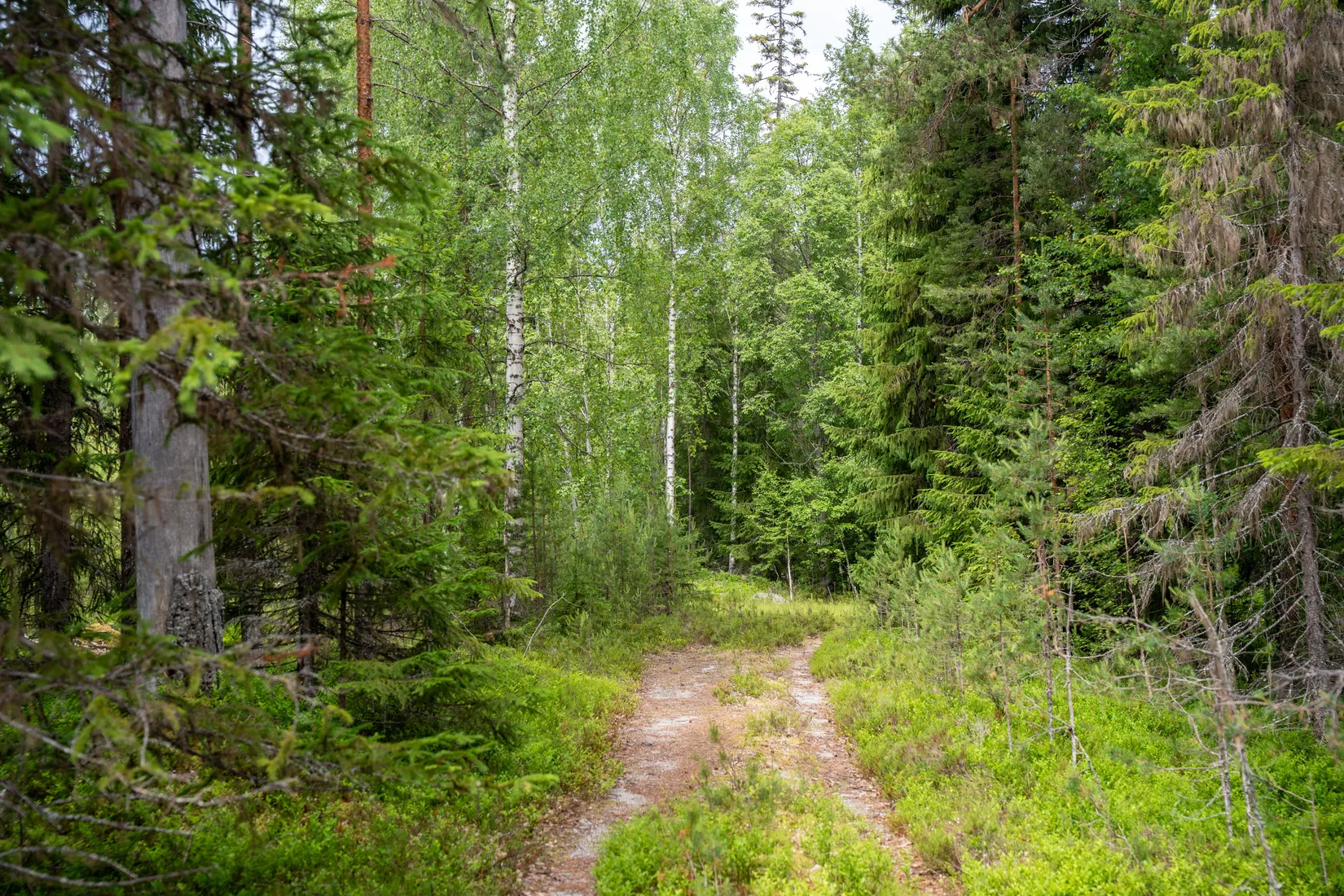 Gård/Skog, Strömnäs 303, Sollefteå