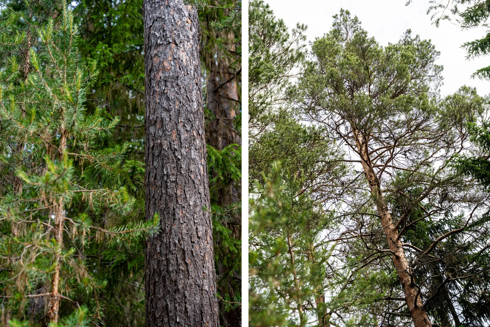 Gård/Skog, Strömnäs 303, Sollefteå