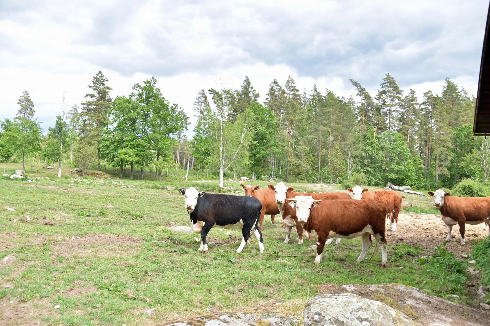 Gård/Skog, Rås 1, Hultsfred