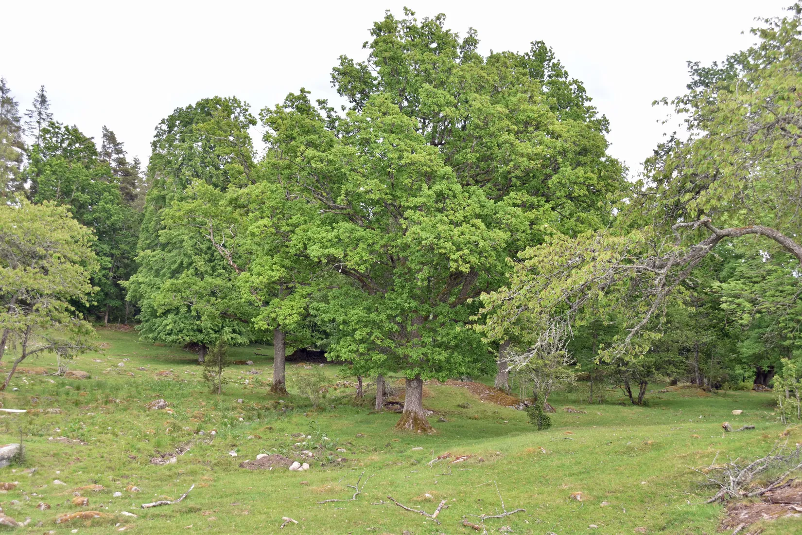 Gård/Skog, Rås 1, Hultsfred