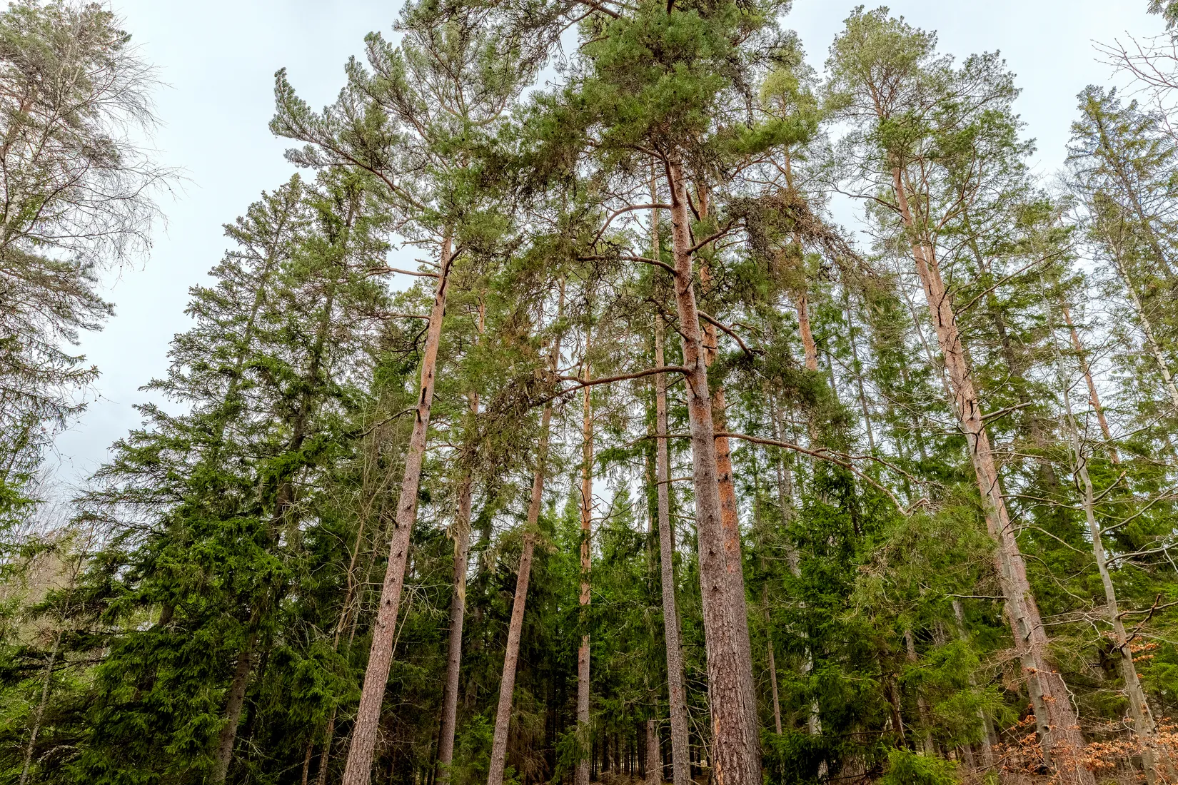 Gård/Skog, Björka Fjordingstorp 1, Aneby