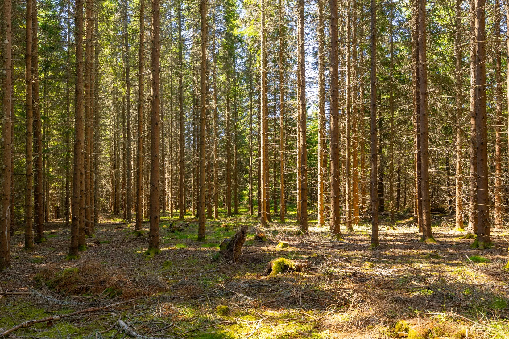 Gård/Skog, Björka Fjordingstorp 1, Aneby