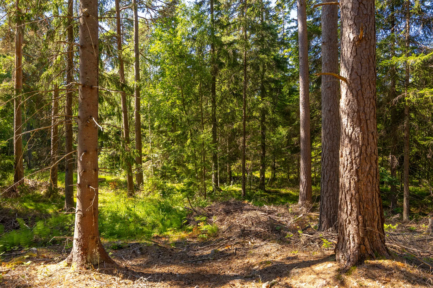 Gård/Skog, Björka Fjordingstorp 1, Aneby