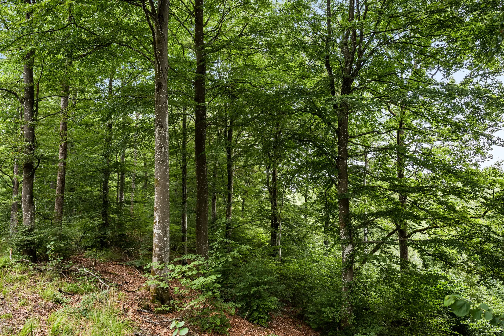 Gård/Skog, Hästhult 13:1, Vittsjö, Hässleholm