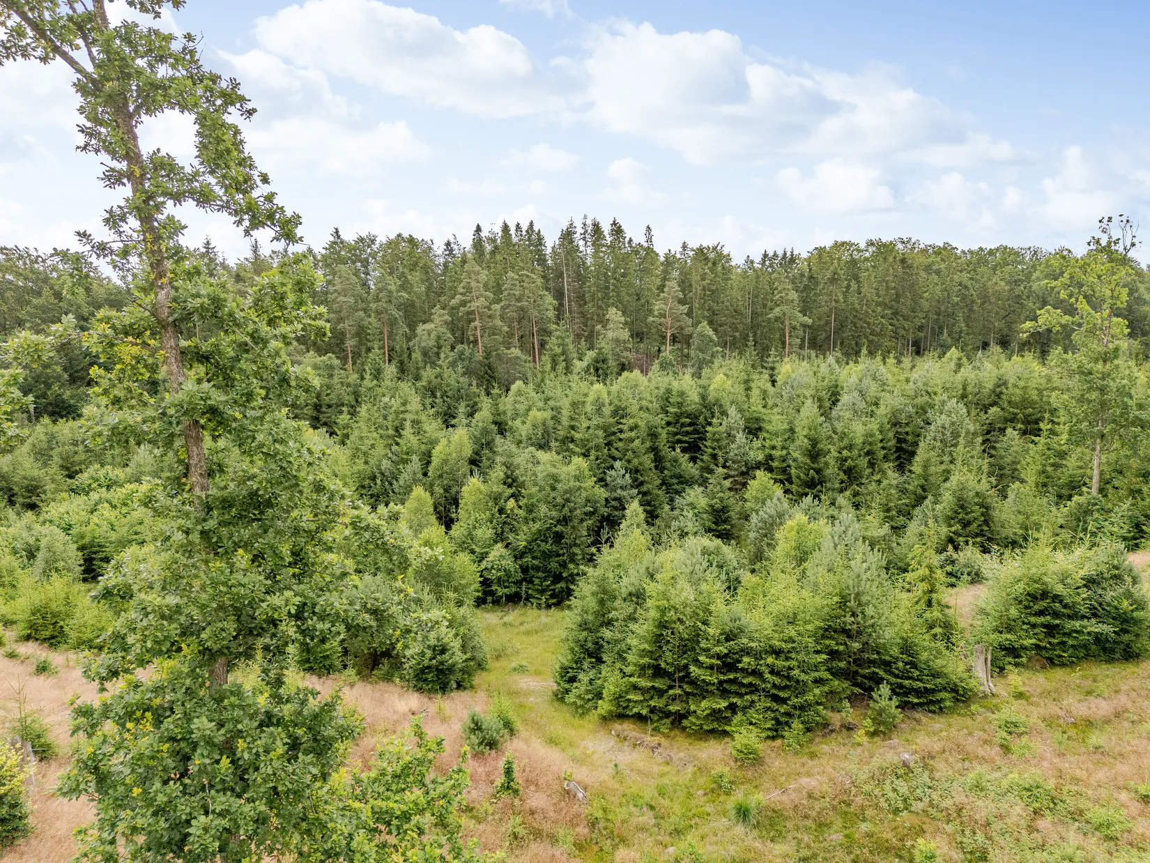 Gård/Skog, Hästhult 13:1, Vittsjö, Hässleholm