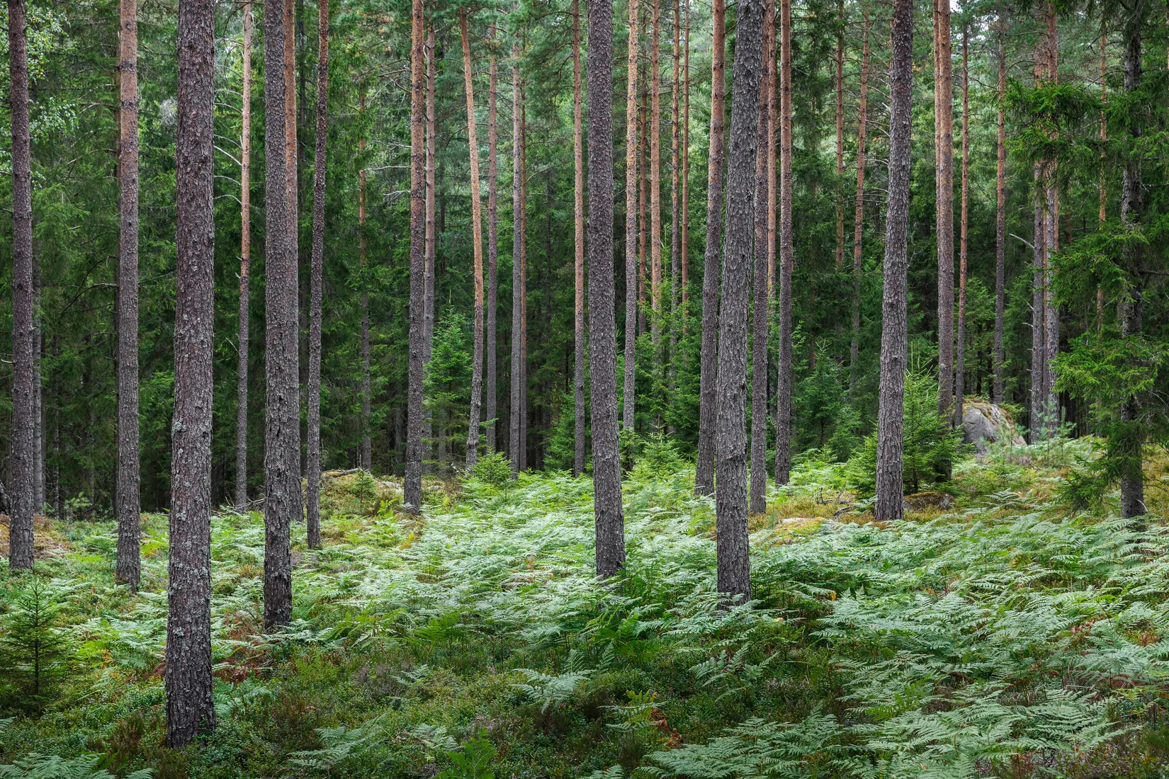 Gård/Skog, Käringagärde 10, Gnosjö