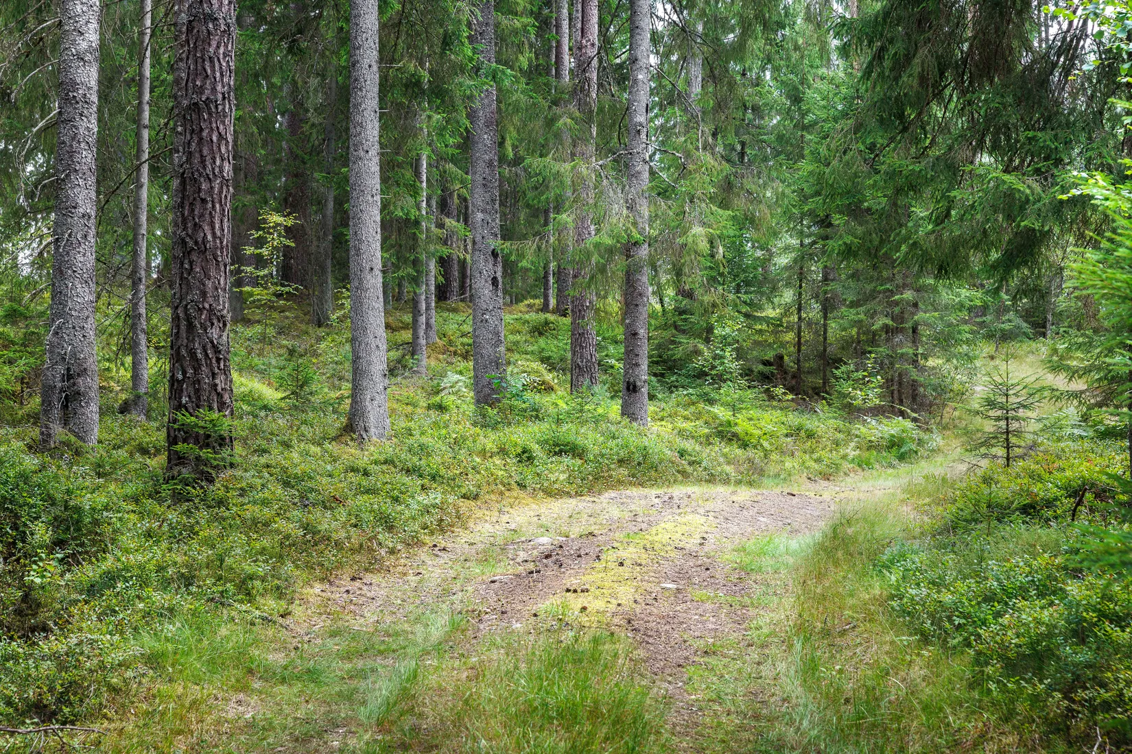 Gård/Skog, Käringagärde 10, Gnosjö