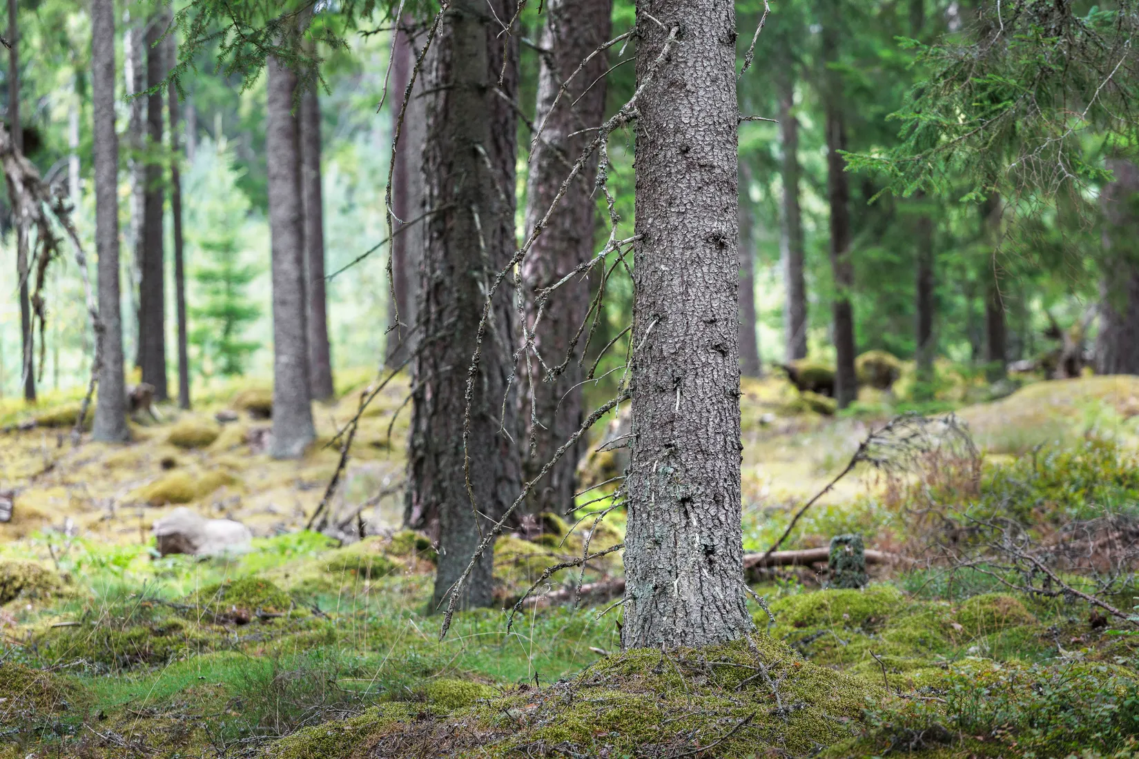 Gård/Skog, Käringagärde 10, Gnosjö