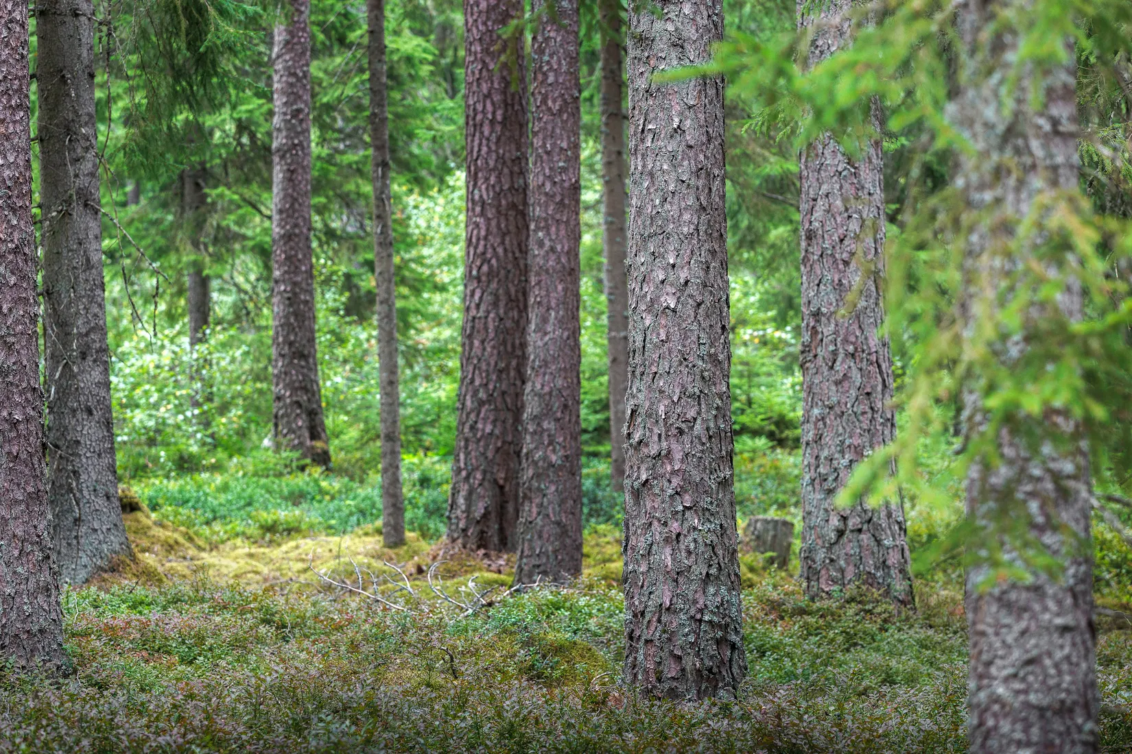 Gård/Skog, Käringagärde 10, Gnosjö