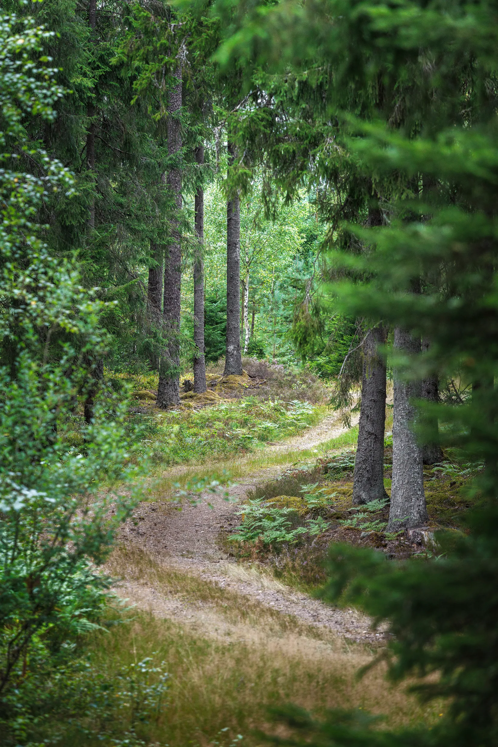 Gård/Skog, Käringagärde 10, Gnosjö