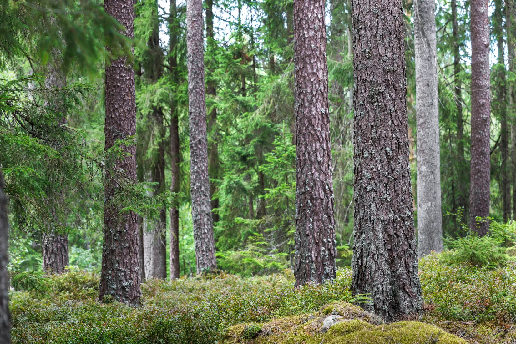 Gård/Skog, Käringagärde 10, Gnosjö
