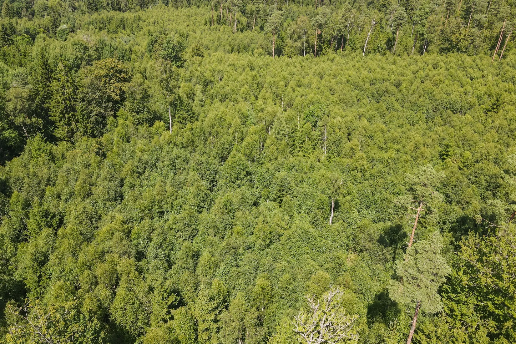Gård/Skog, Lilla Vittsjö 556, Vittsjö, Hässleholm