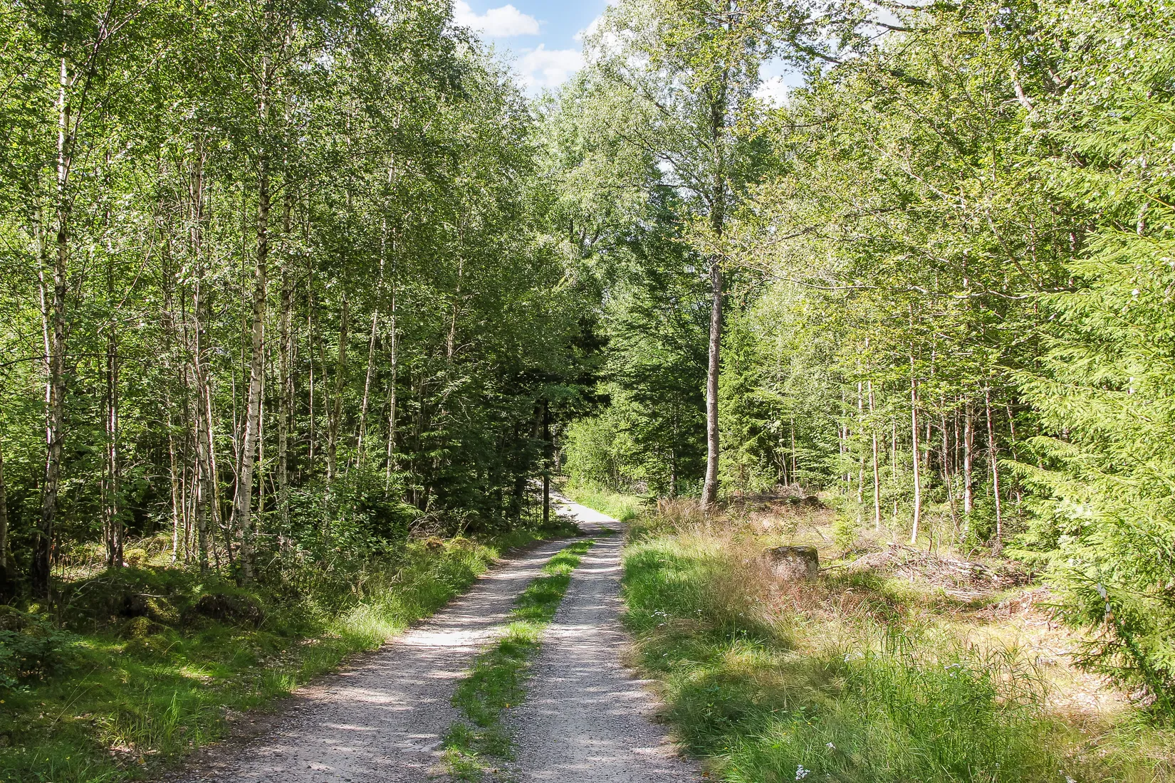 Gård/Skog, Lilla Vittsjö 556, Vittsjö, Hässleholm