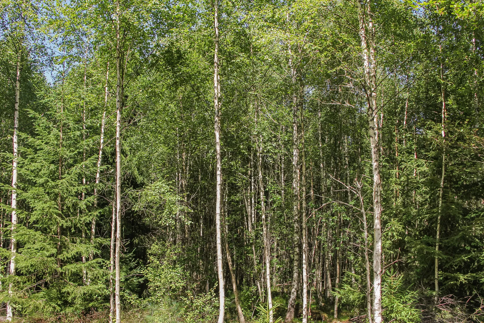 Gård/Skog, Lilla Vittsjö 556, Vittsjö, Hässleholm