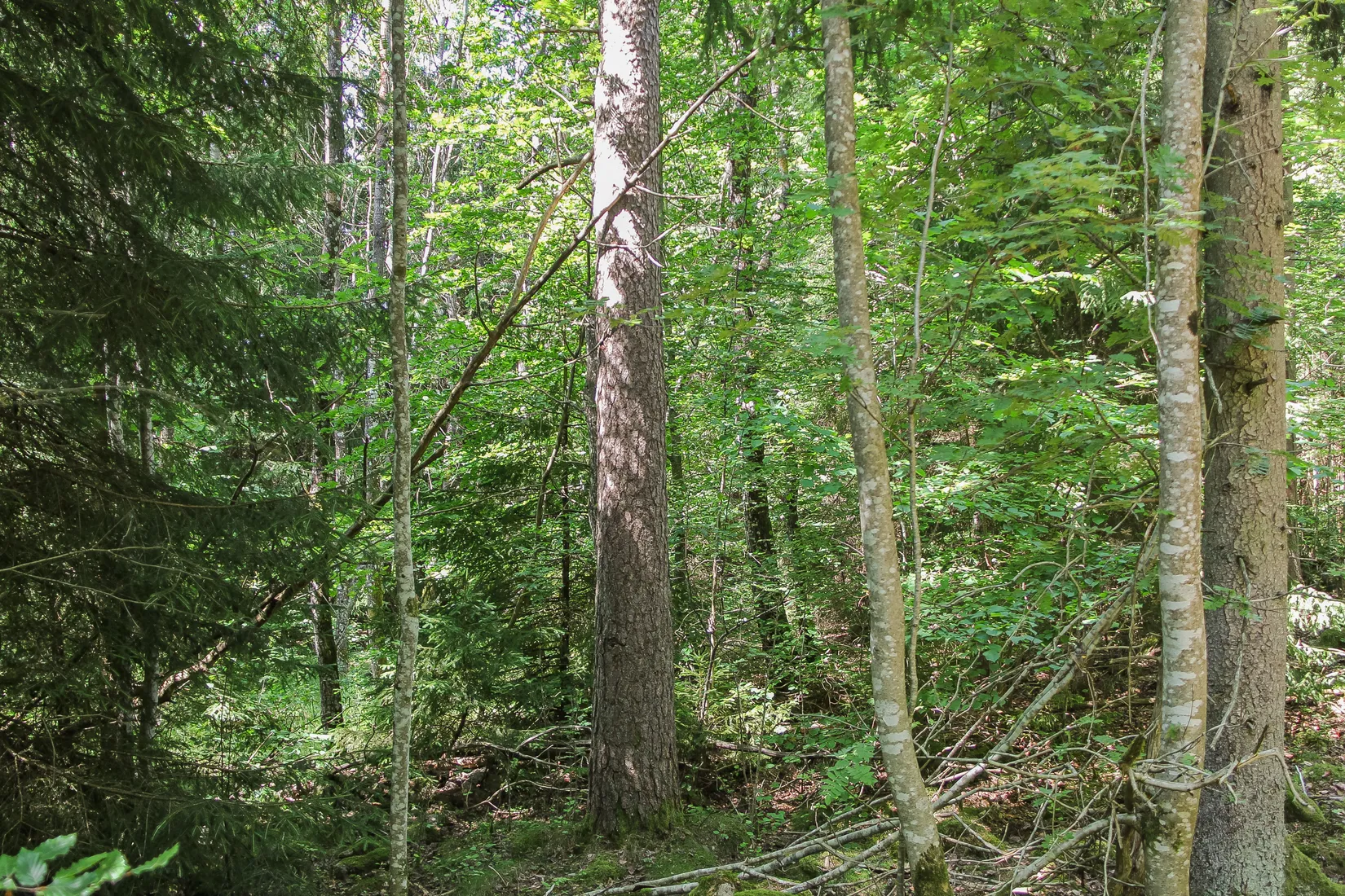 Gård/Skog, Lilla Vittsjö 556, Vittsjö, Hässleholm
