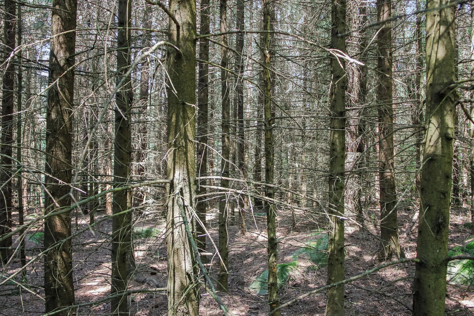 Gård/Skog, Lilla Vittsjö 556, Vittsjö, Hässleholm