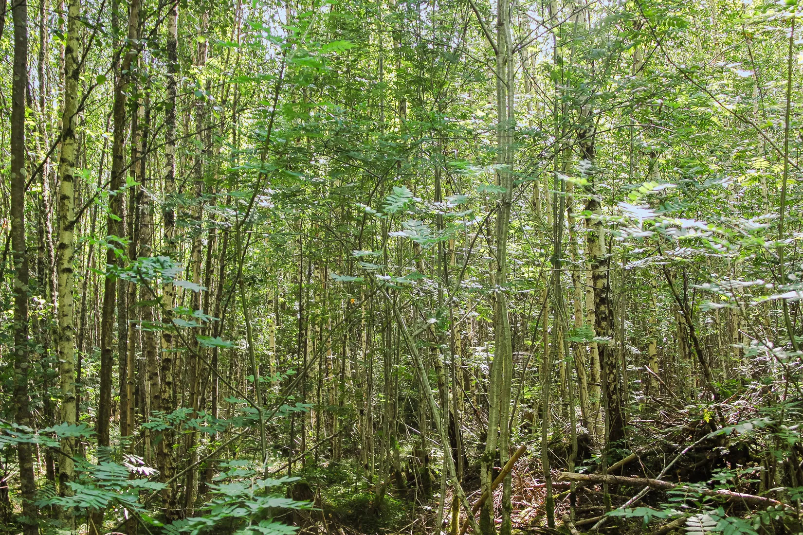 Gård/Skog, Lilla Vittsjö 556, Vittsjö, Hässleholm