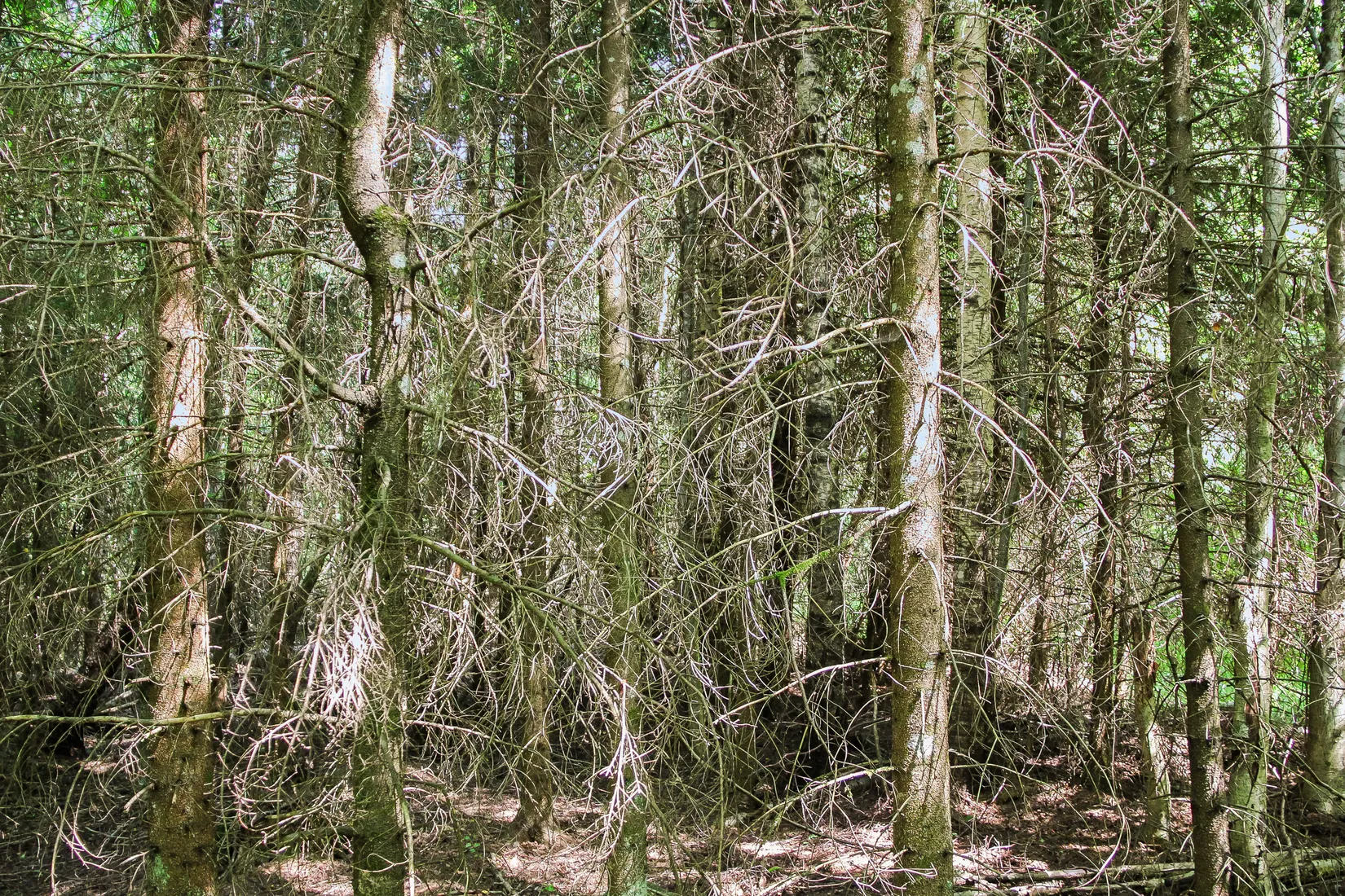 Gård/Skog, Lilla Vittsjö 556, Vittsjö, Hässleholm