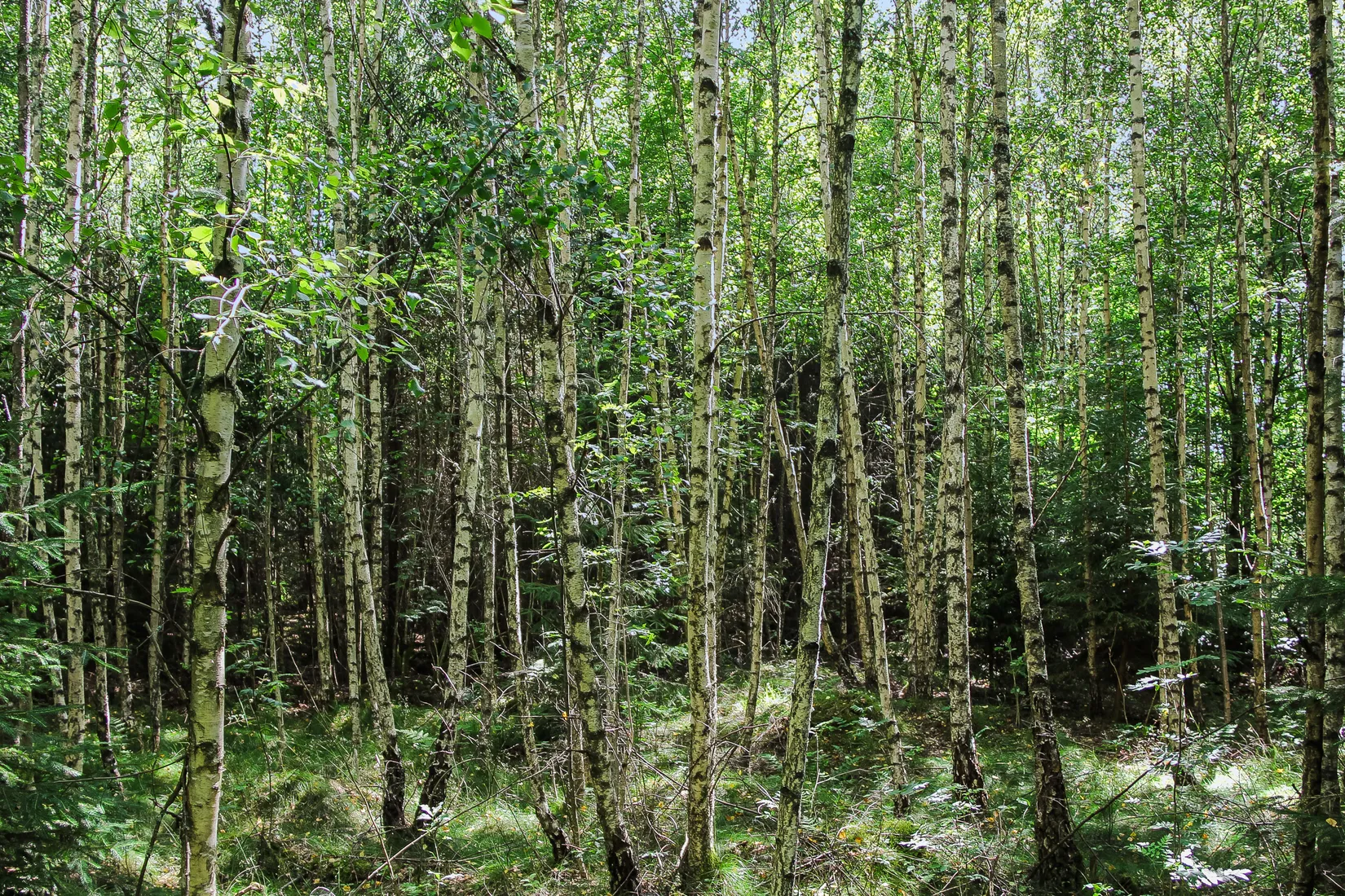 Gård/Skog, Lilla Vittsjö 556, Vittsjö, Hässleholm