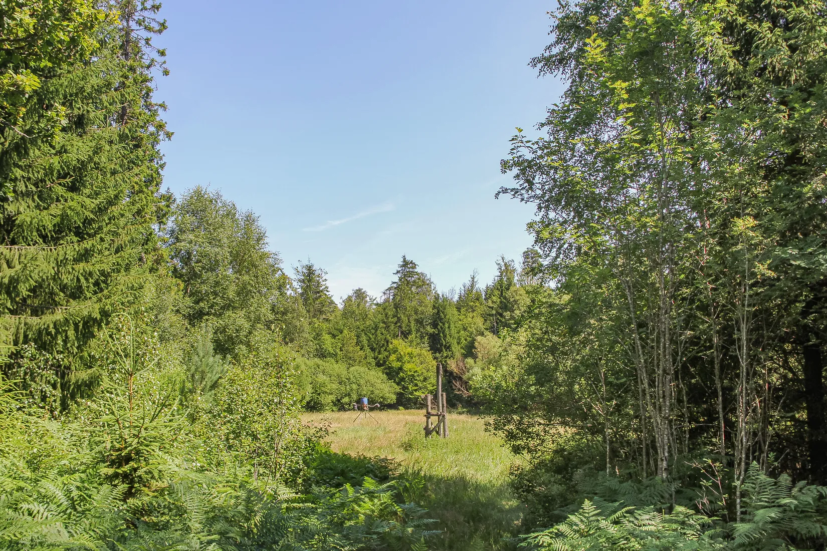 Gård/Skog, Lilla Vittsjö 556, Vittsjö, Hässleholm
