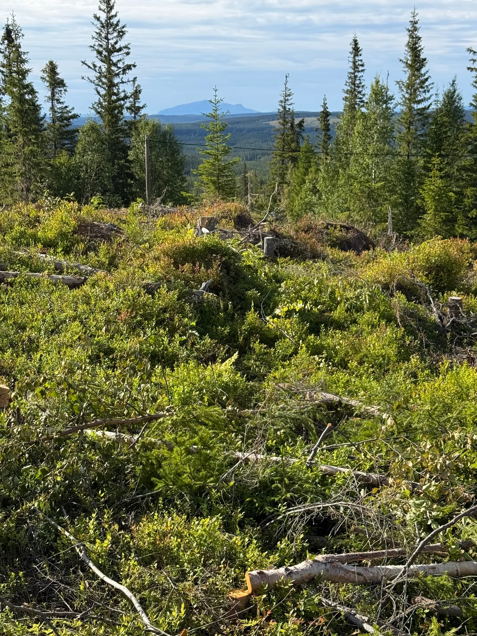 Tomt, Arvesund 2:205, Mårdsundsbodarna, Åre