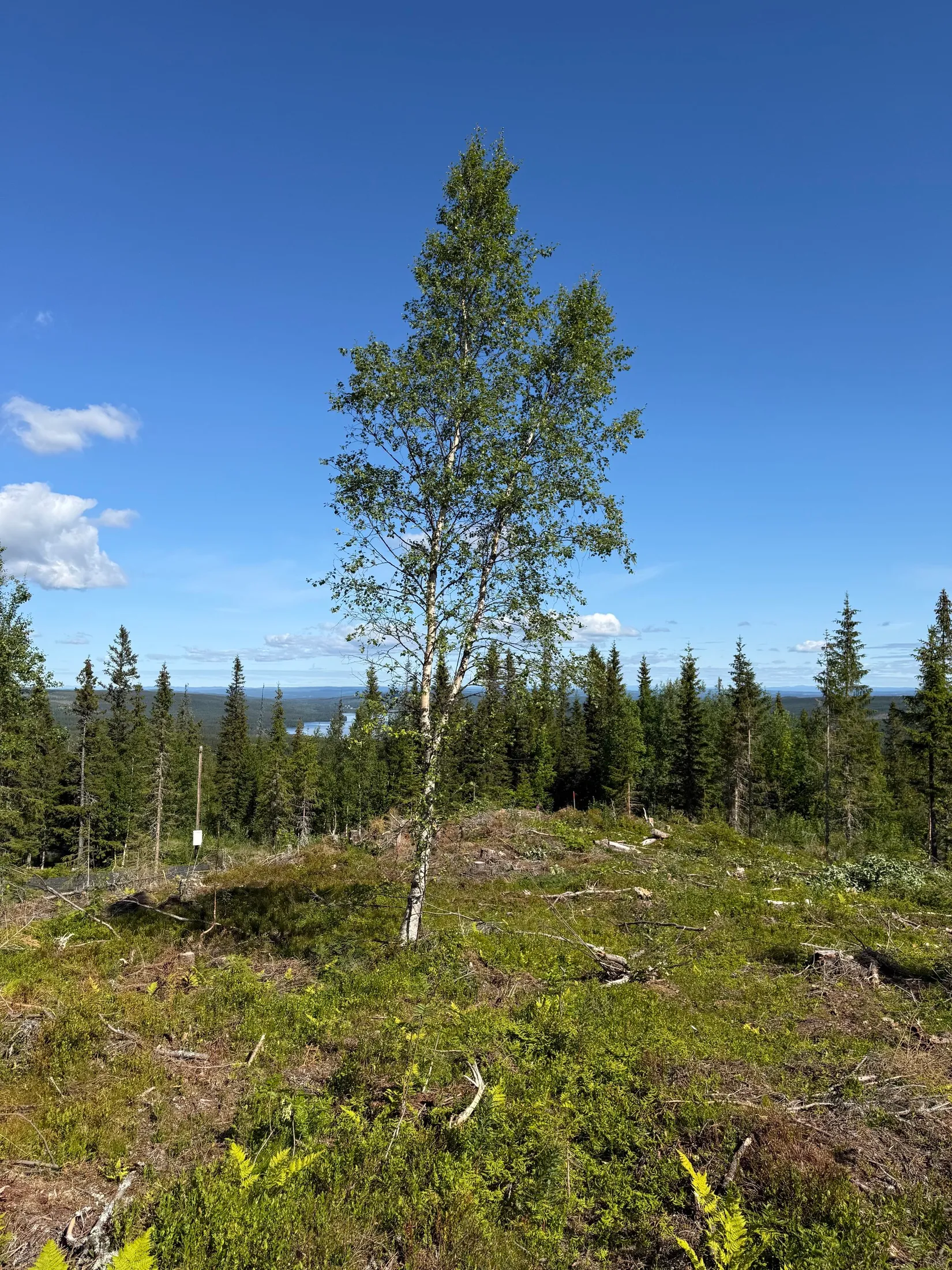 Tomt, Arvesund 2:205, Mårdsundsbodarna, Åre