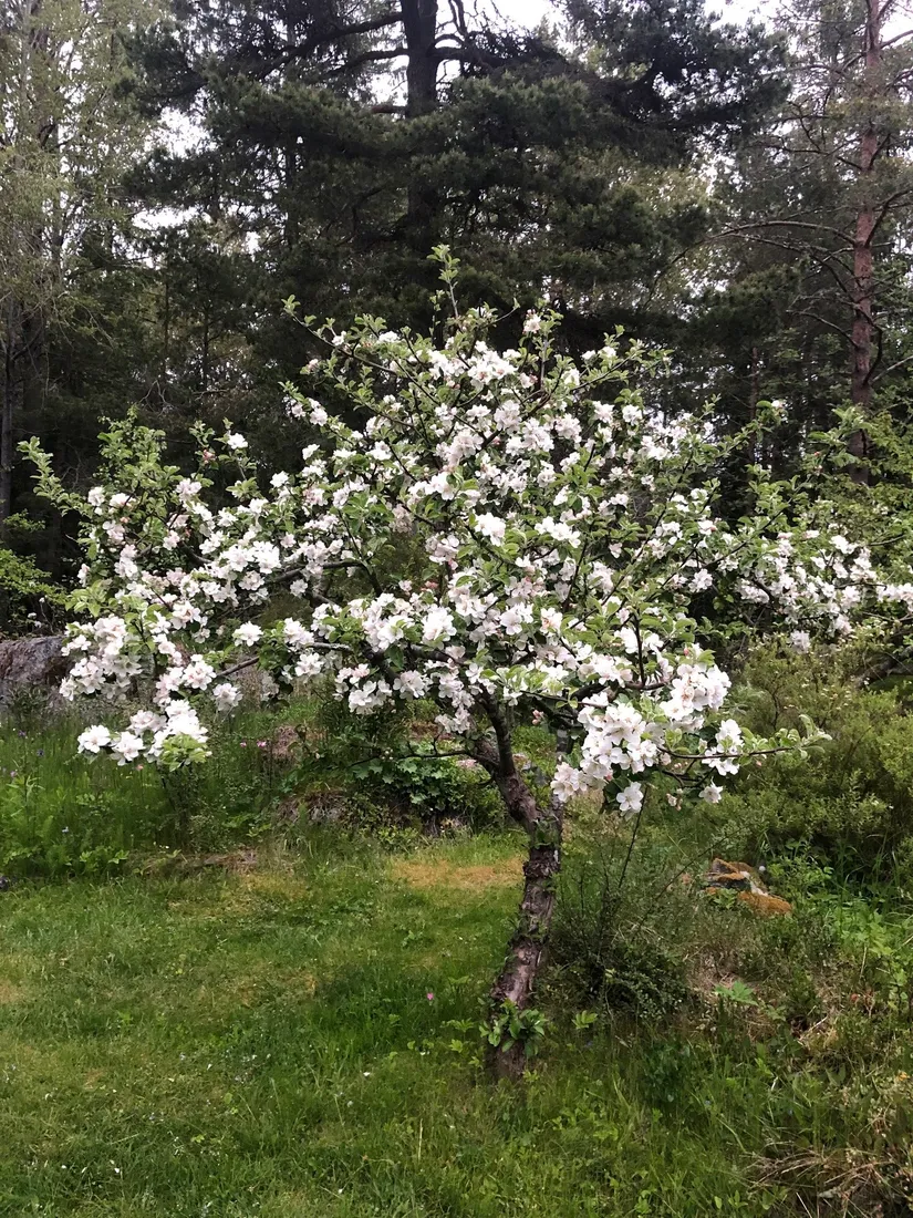 Fritidshus, Flisbergen 245, Väddö Flisbergen, Norrtälje