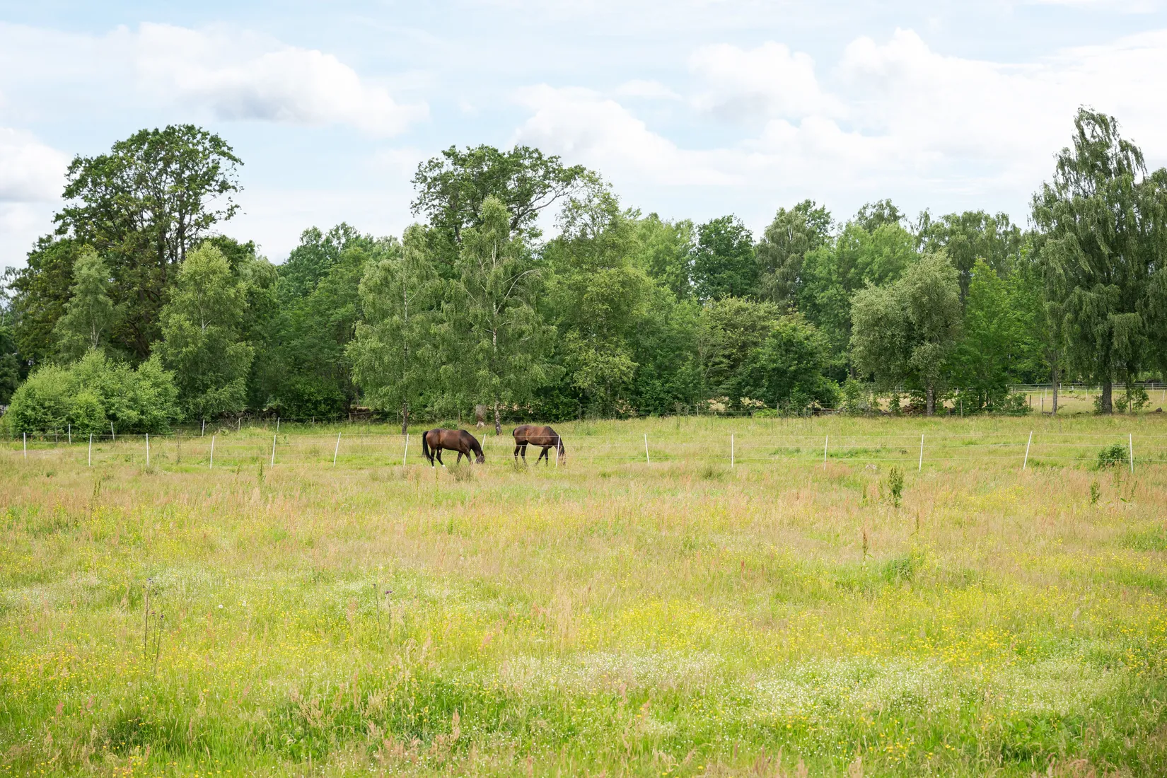 Gård/Skog, Stora Torsjö 3197 och 3198, Tyringe, Hässleholm