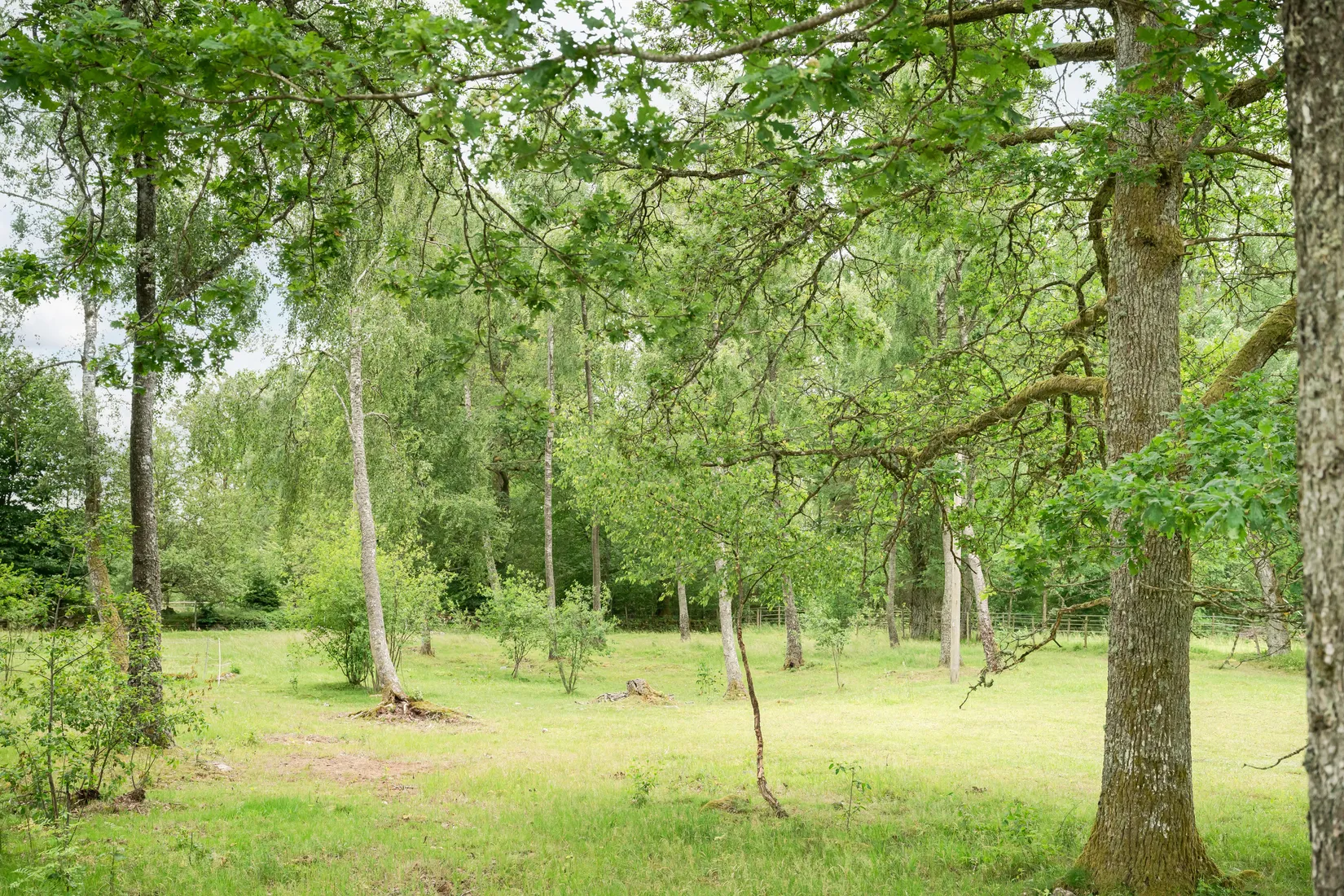 Gård/Skog, Stora Torsjö 3197 och 3198, Tyringe, Hässleholm