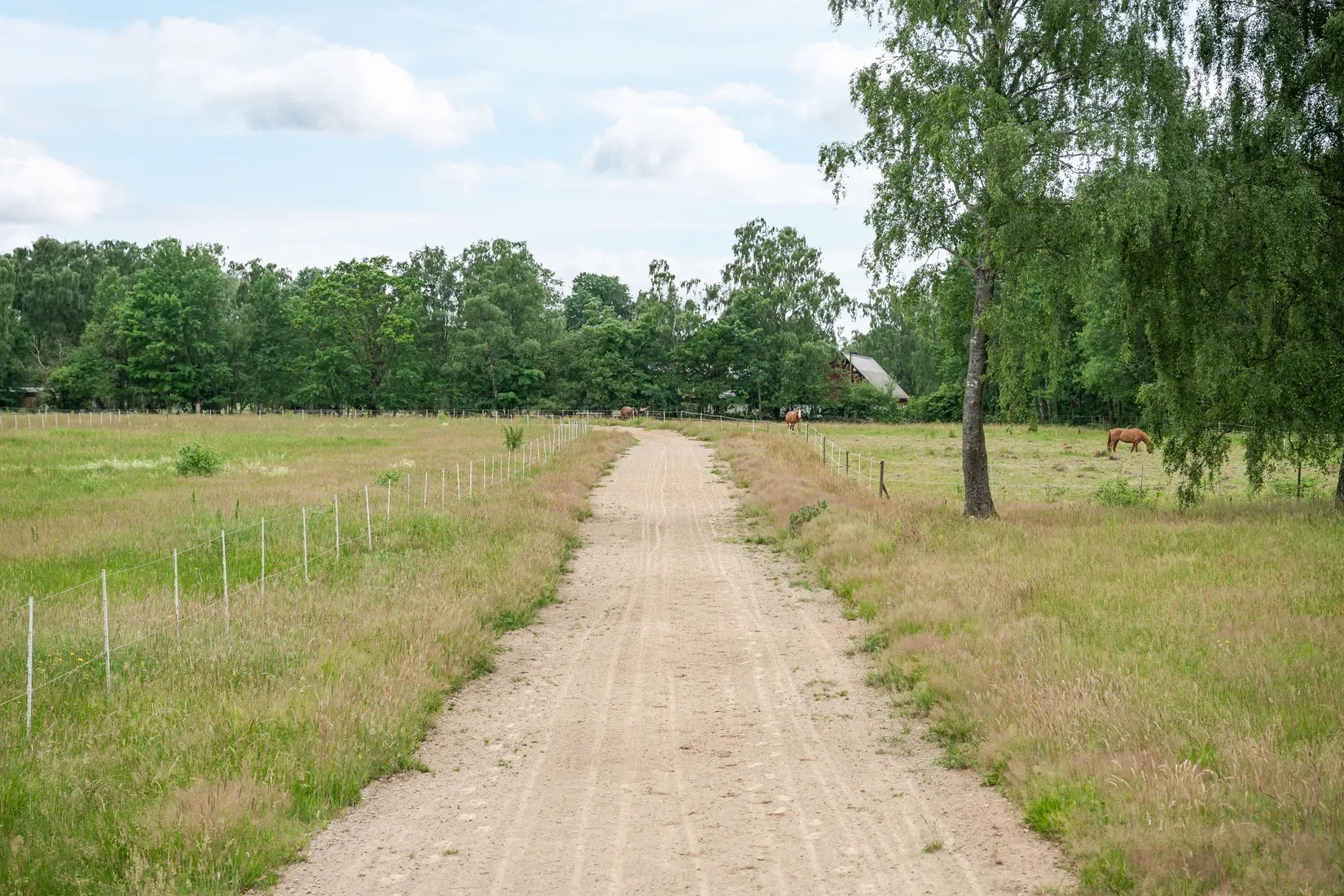 Gård/Skog, Stora Torsjö 3197 och 3198, Tyringe, Hässleholm