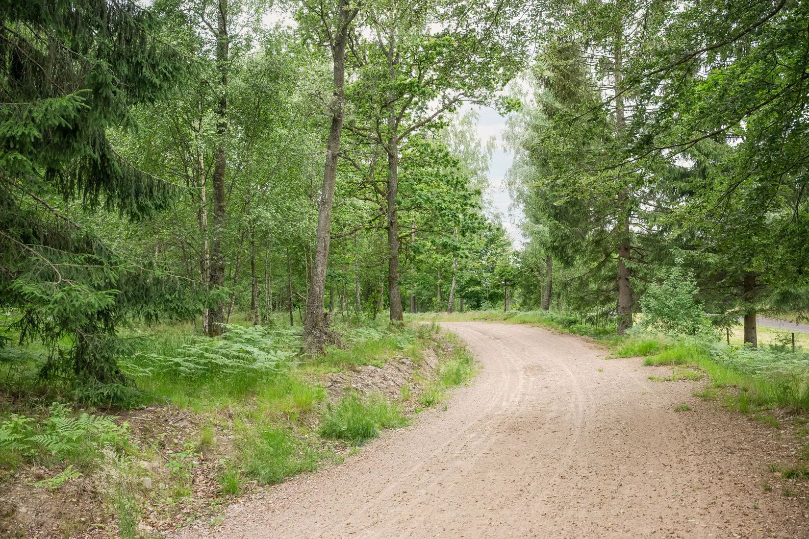 Gård/Skog, Stora Torsjö 3197 och 3198, Tyringe, Hässleholm
