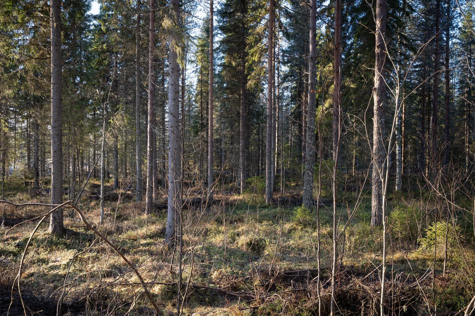 Gård/Skog, Korpikylä 410, Haparanda