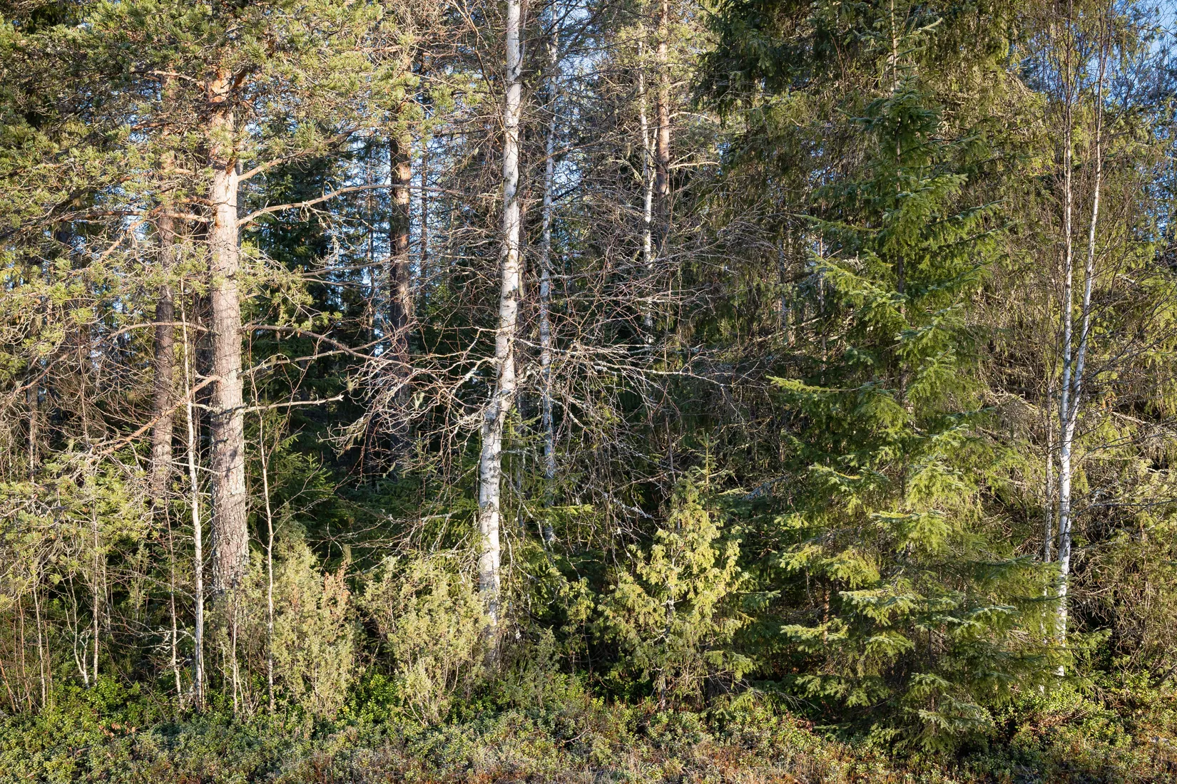 Gård/Skog, Korpikylä 410, Haparanda
