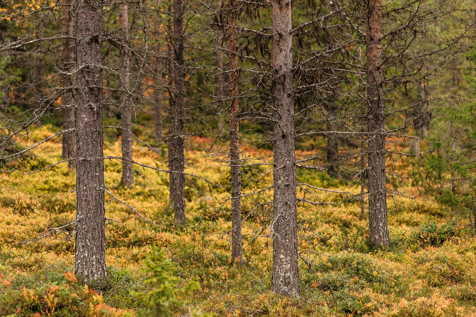 Gård/Skog, VITTANGI 8:3, Kiruna