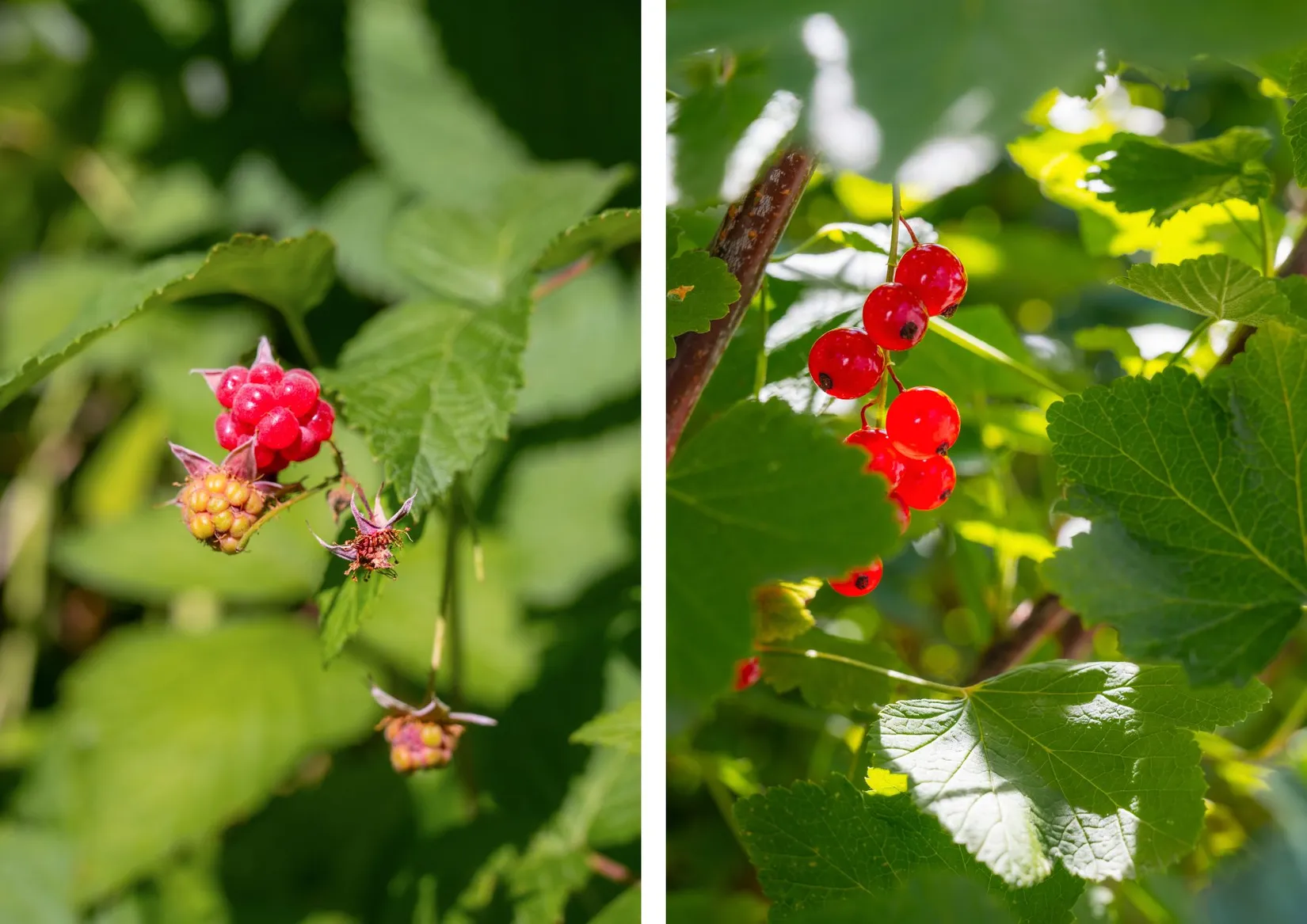 Fritidshus, Violvägen 377, Koloniträdgårdarna Ängstugan, Nyköping