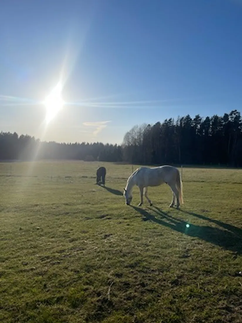 Gård/Skog, Slindergården, Lantligt, Södertälje
