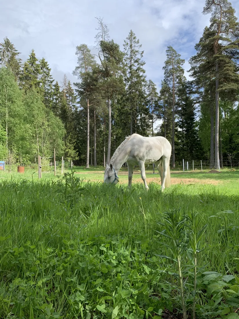 Gård/Skog, Slindergården, Lantligt, Södertälje