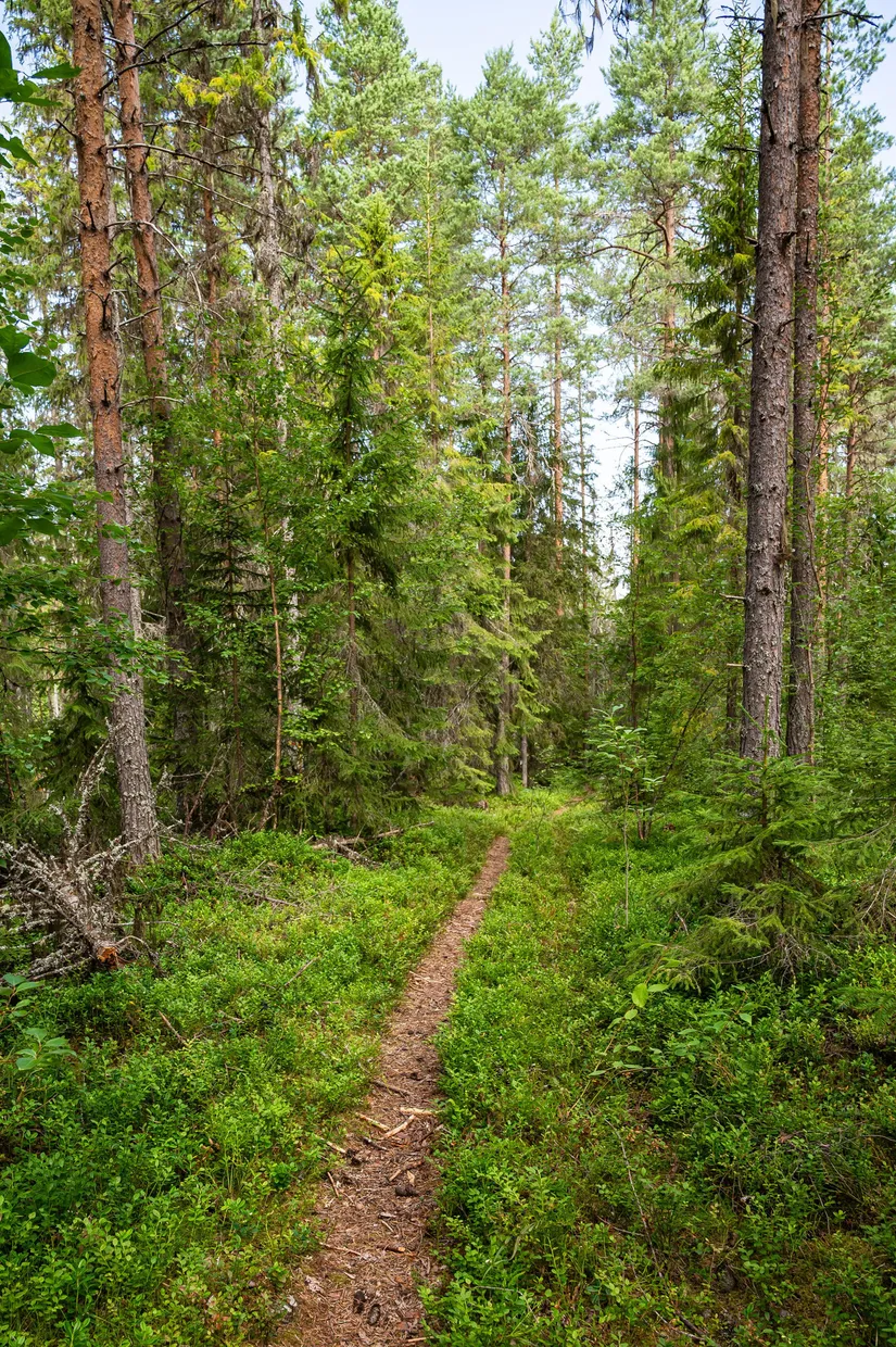Gård/Skog, Södra Gullgård 418, Ånge