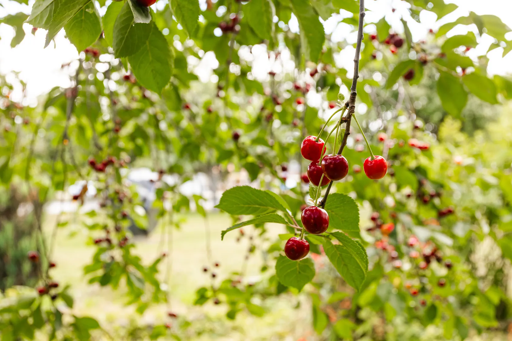 Radhus, Näckrosvägen 7, Norra Gryta, Västerås