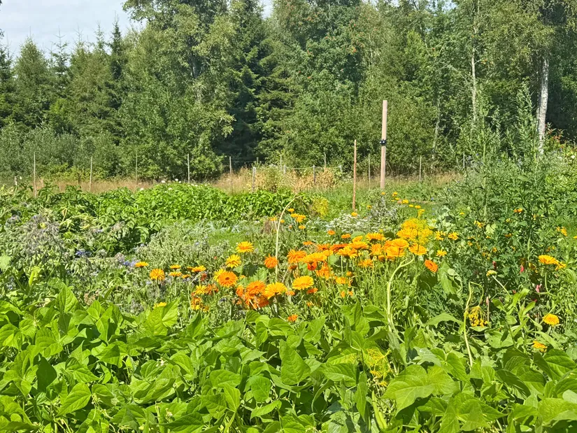 Gård/Skog, Kärringe Trädestorp 1, Småland, Ljungby