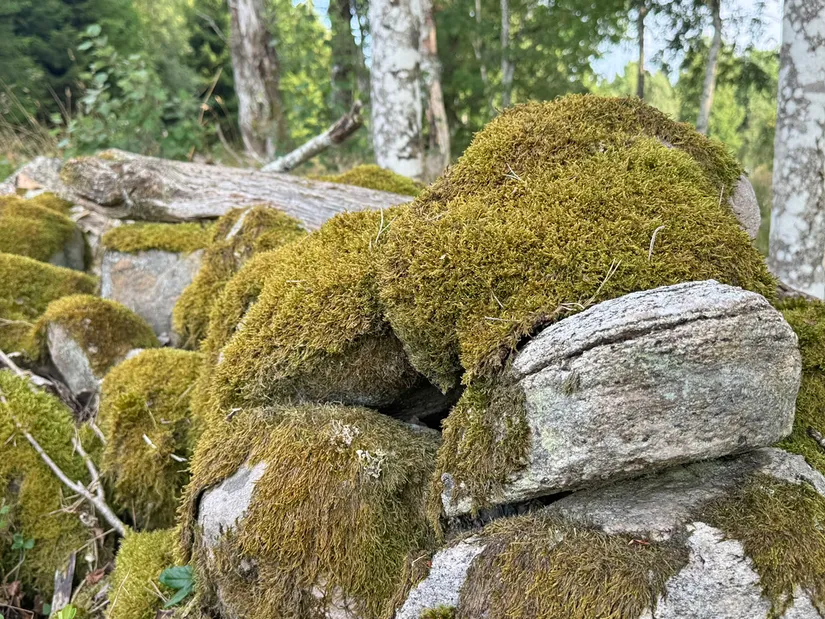 Gård/Skog, Kärringe Trädestorp 1, Småland, Ljungby