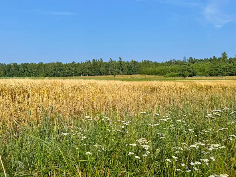 Gård/Skog, Kärringe Trädestorp 1, Småland, Ljungby