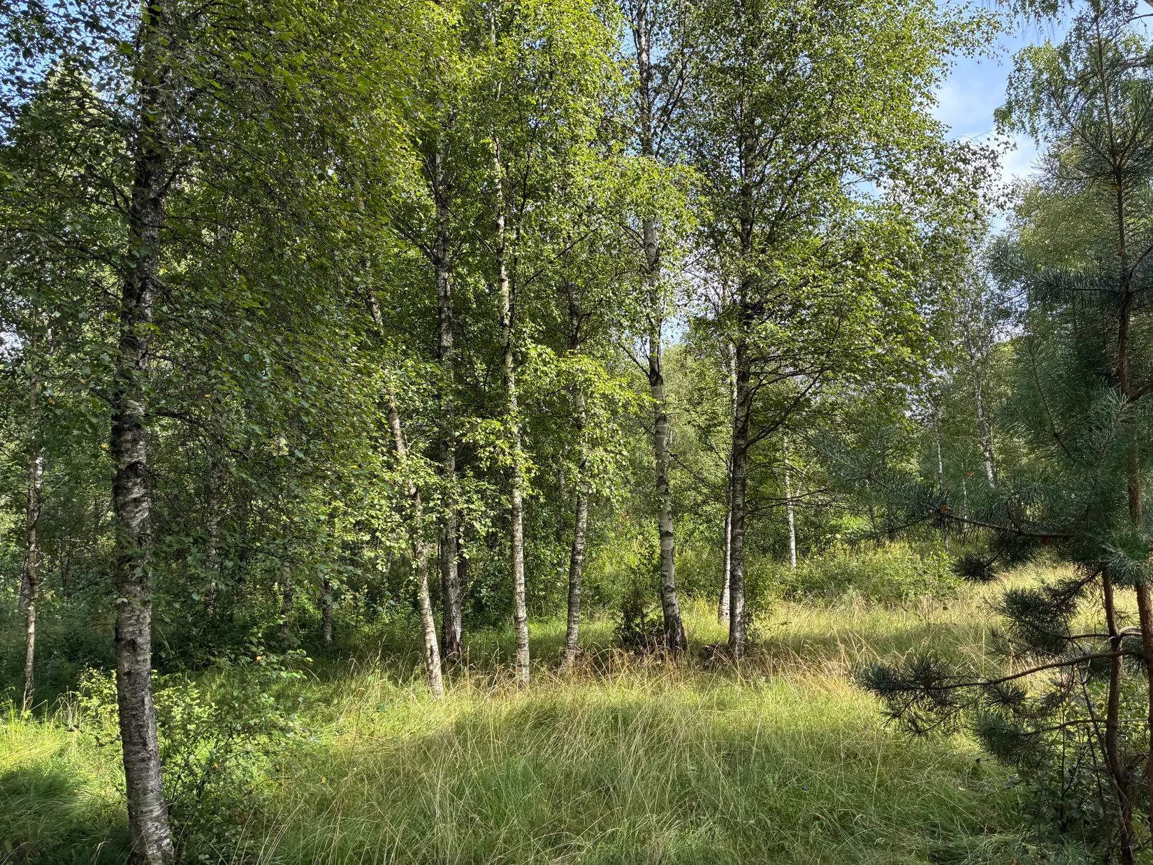Gård/Skog, Ön Sörgården 1, Vårgårda