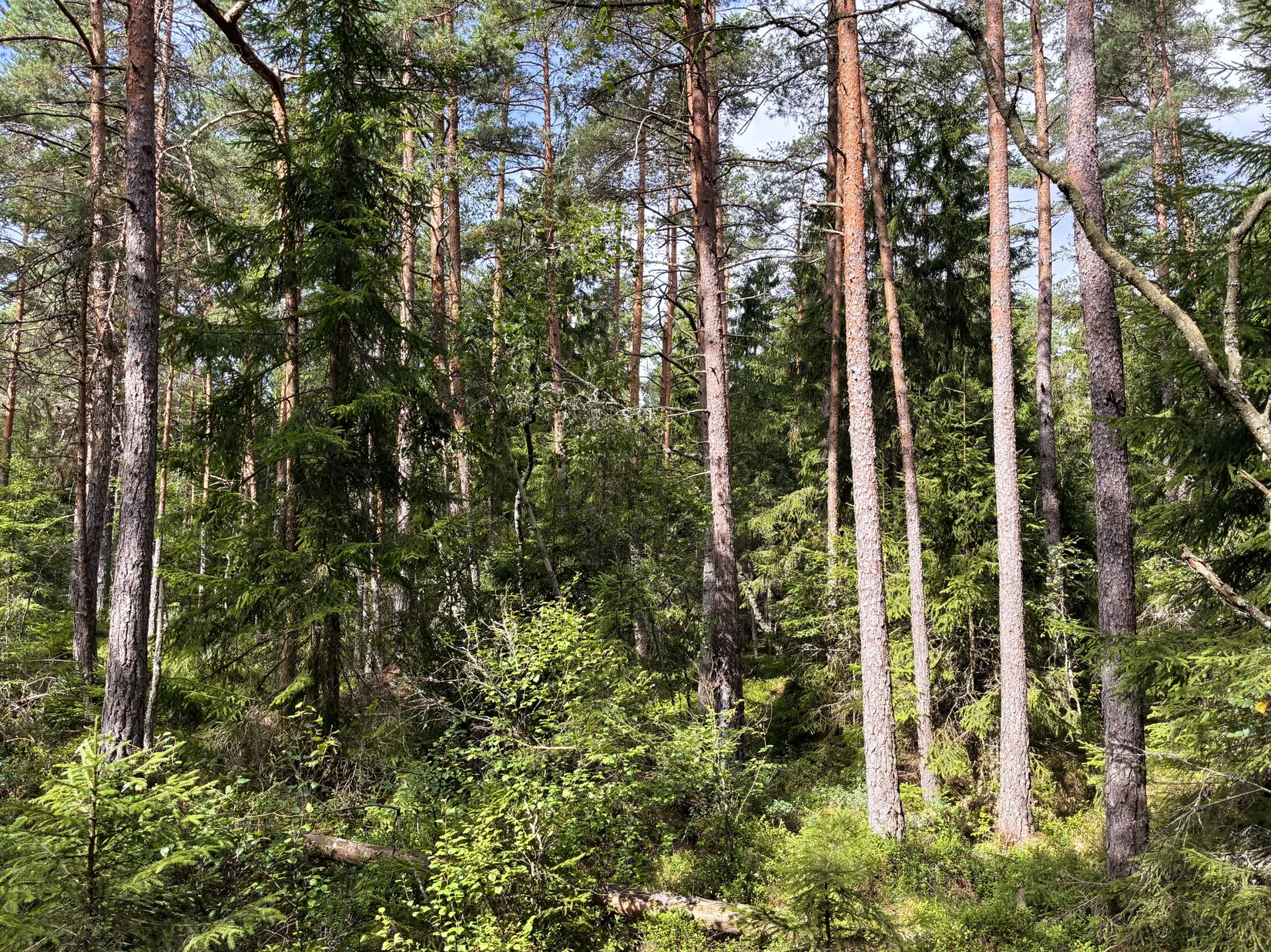 Gård/Skog, Ön Sörgården 1, Vårgårda