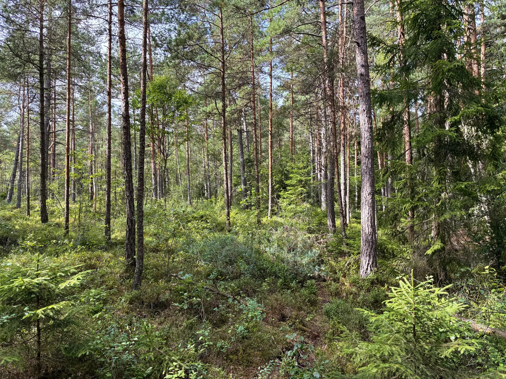 Gård/Skog, Ön Sörgården 1, Vårgårda