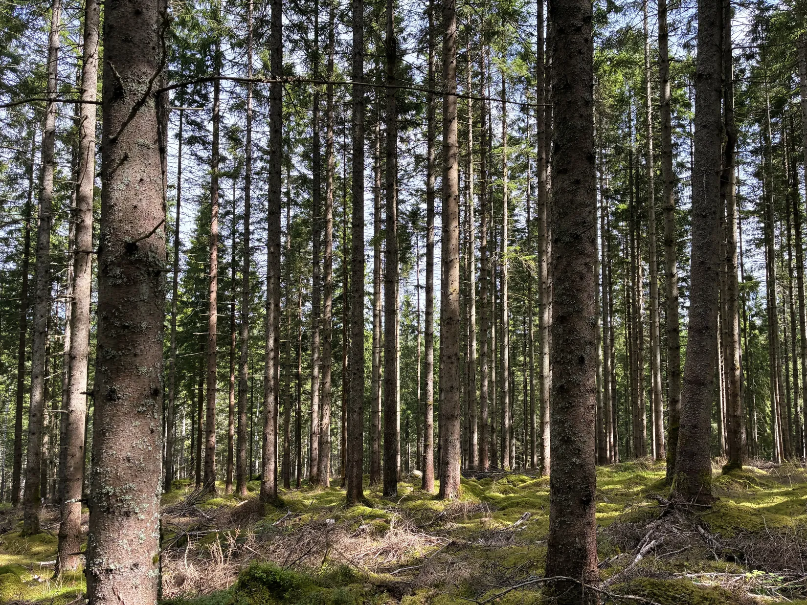Gård/Skog, Ön Sörgården 1, Vårgårda