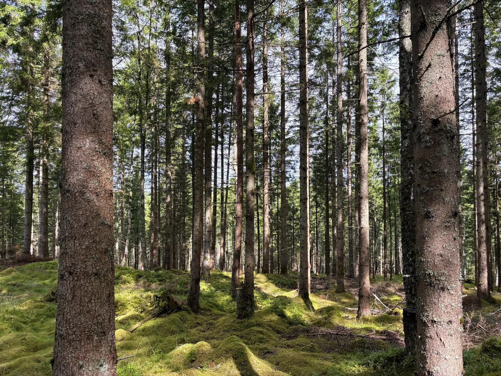 Gård/Skog, Ön Sörgården 1, Vårgårda